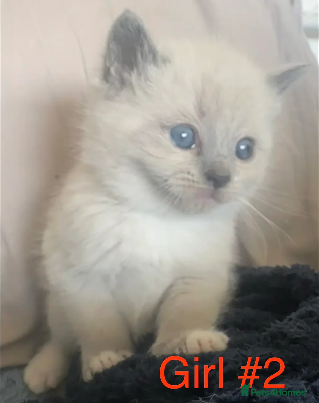 Ragdoll cats for sale: Beautiful super fluffy ragdoll x BSH - Advert 21