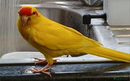 Parakeets birds for sale: Kakariki's x4 handreared kakariki's  - Image 23