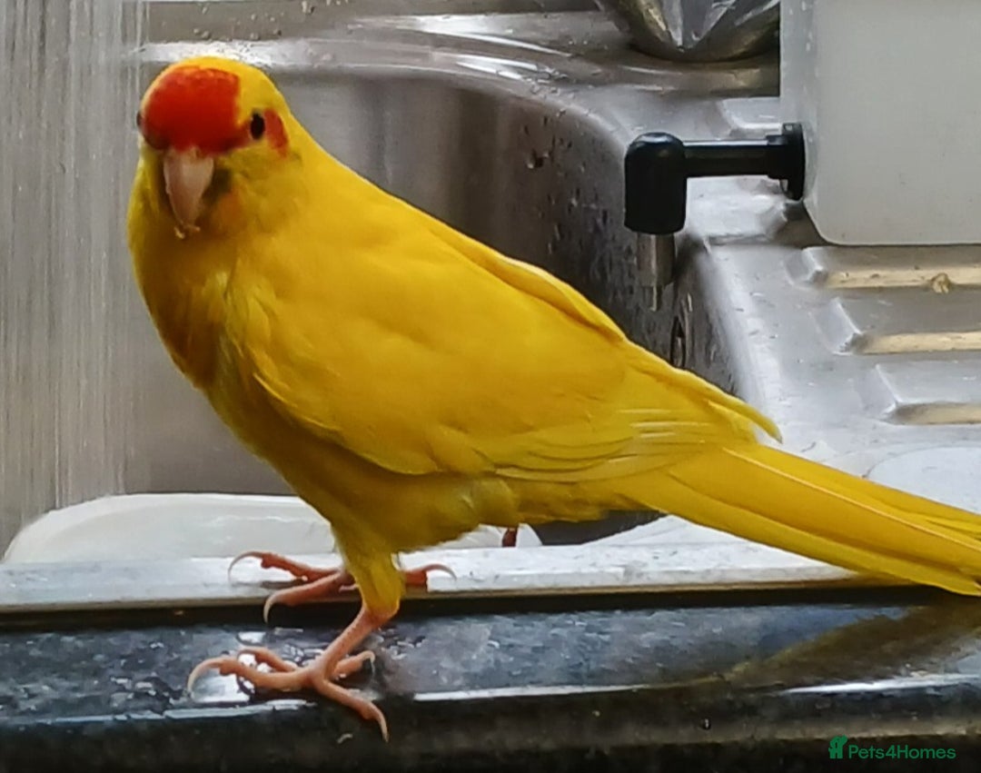 Parakeets birds for sale: Kakariki's x4 handreared kakariki's  - Image 23