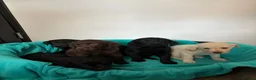 Labrador Retriever dogs for sale: Gorgeous Labrador puppies  in Ingatestone - Advert 7
