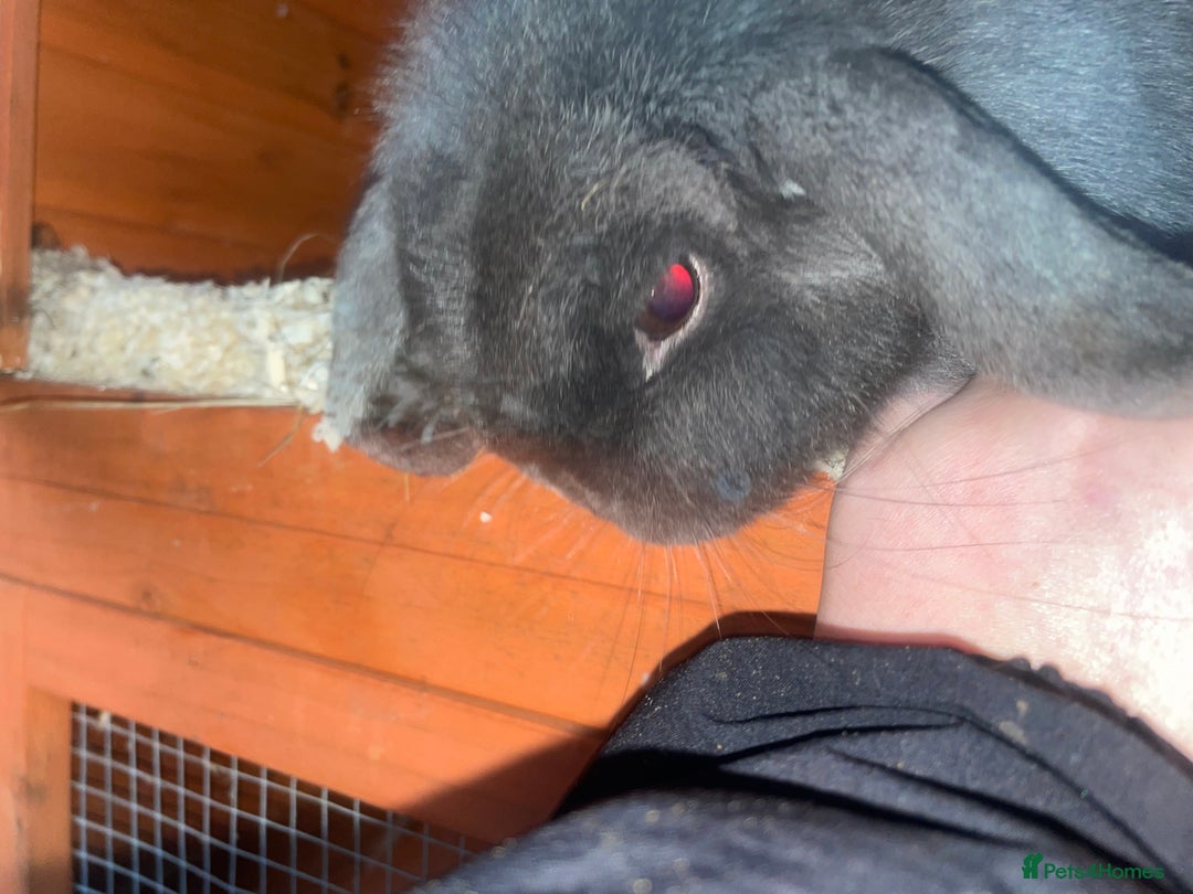 Dutch rabbits for sale: All mixed rabbits £60 each open to offers  - Advert 13