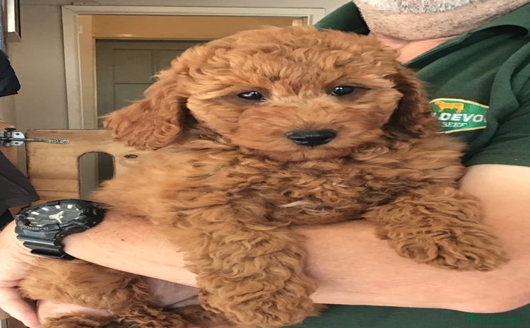 Labradoodle dogs - Advert 1