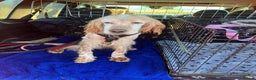 English Setter dogs for adoption: Hendy - Advert 16
