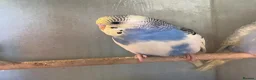 Budgerigars birds for sale: Baby budgies for sale - Advert 8
