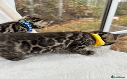 Bengal cats for sale: ❤️ GORGEOUS PURE BENGAL KITTENS ❤️ - Image 8
