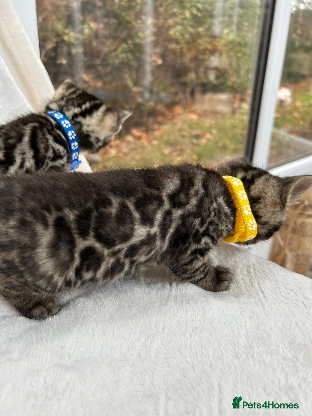 Bengal cats for sale: ❤️ GORGEOUS PURE BENGAL KITTENS ❤️ - Image 8