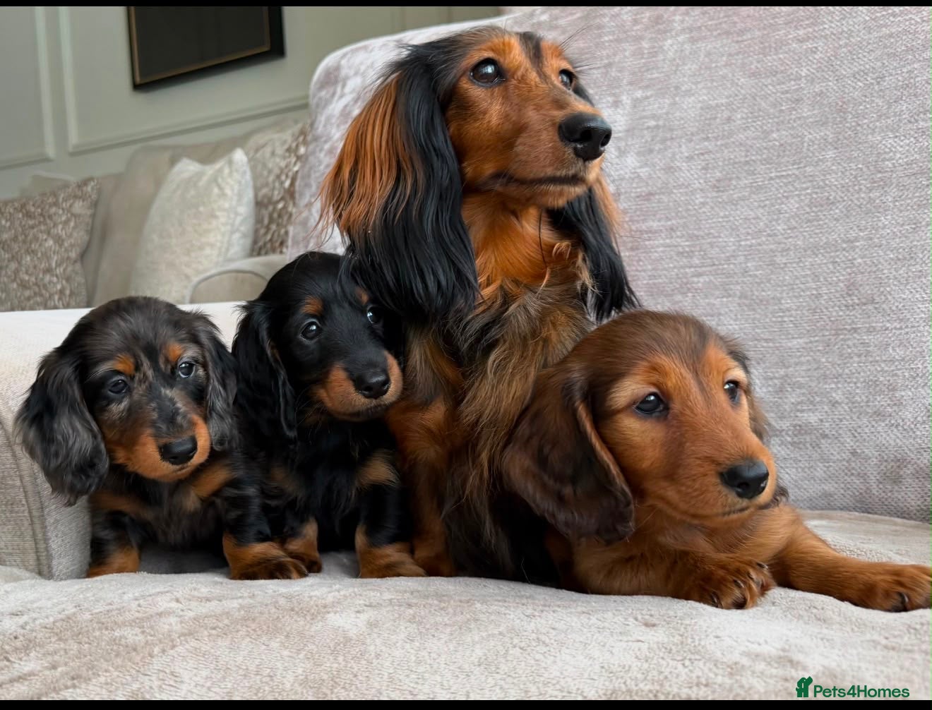 Miniature Dachshund dogs Ready Now 3 Boys Mini Long hair boysKc registered  - Advert 14