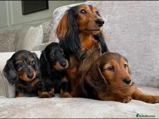 Miniature Dachshund dogs Ready Now 3 Boys Mini Long hair boysKc registered - Advert 14