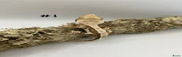 Gecko reptiles for sale: Adult, Juvenile and Lilly White Crested Geckos - Advert 2