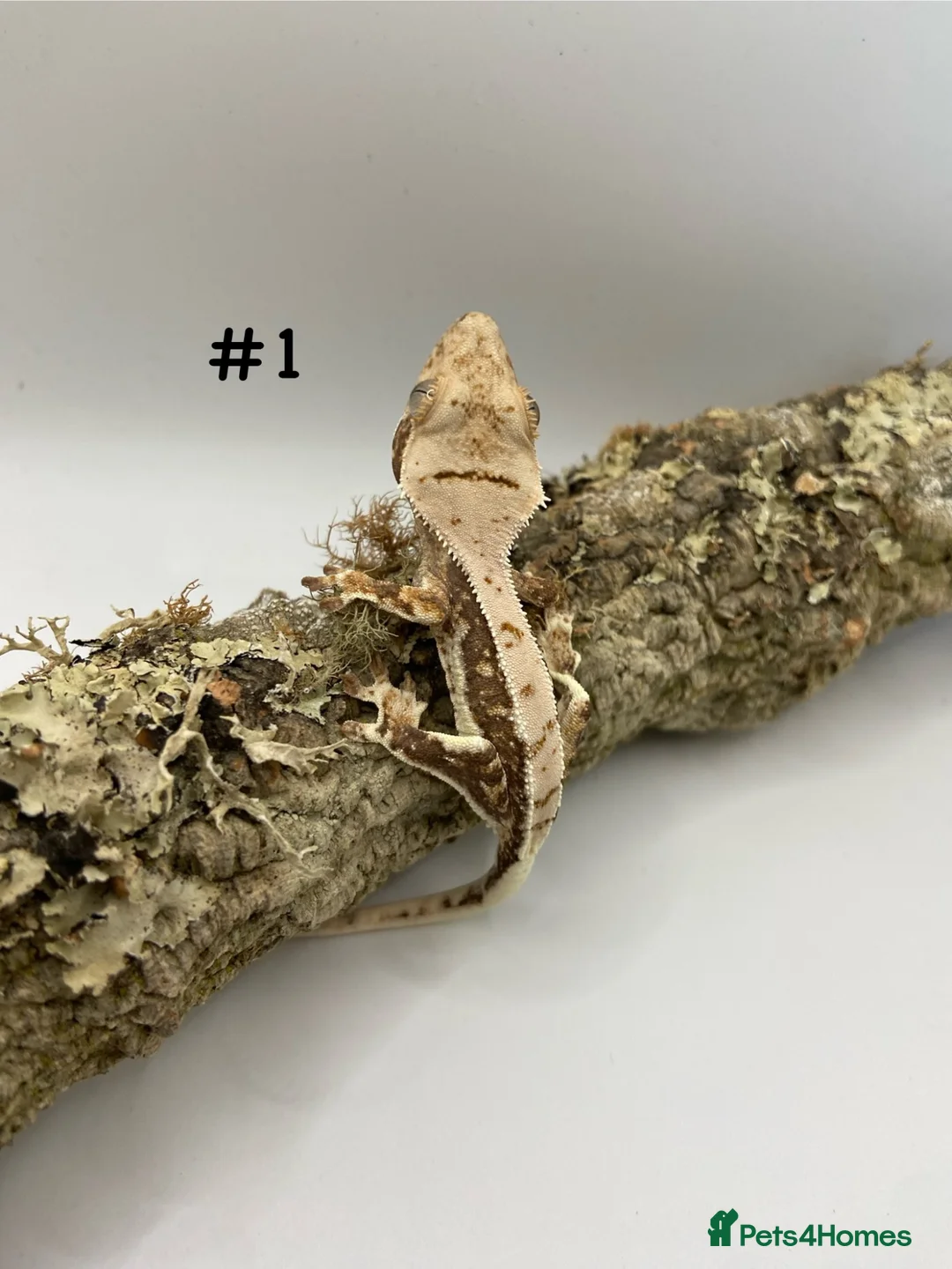 Gecko reptiles for sale: Adult, Juvenile and Lilly White Crested Geckos - Advert 2