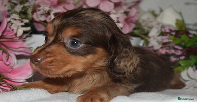 Miniature Dachshund dogs KC Long Coat Miniature Dachshund Puppies - Advert 7