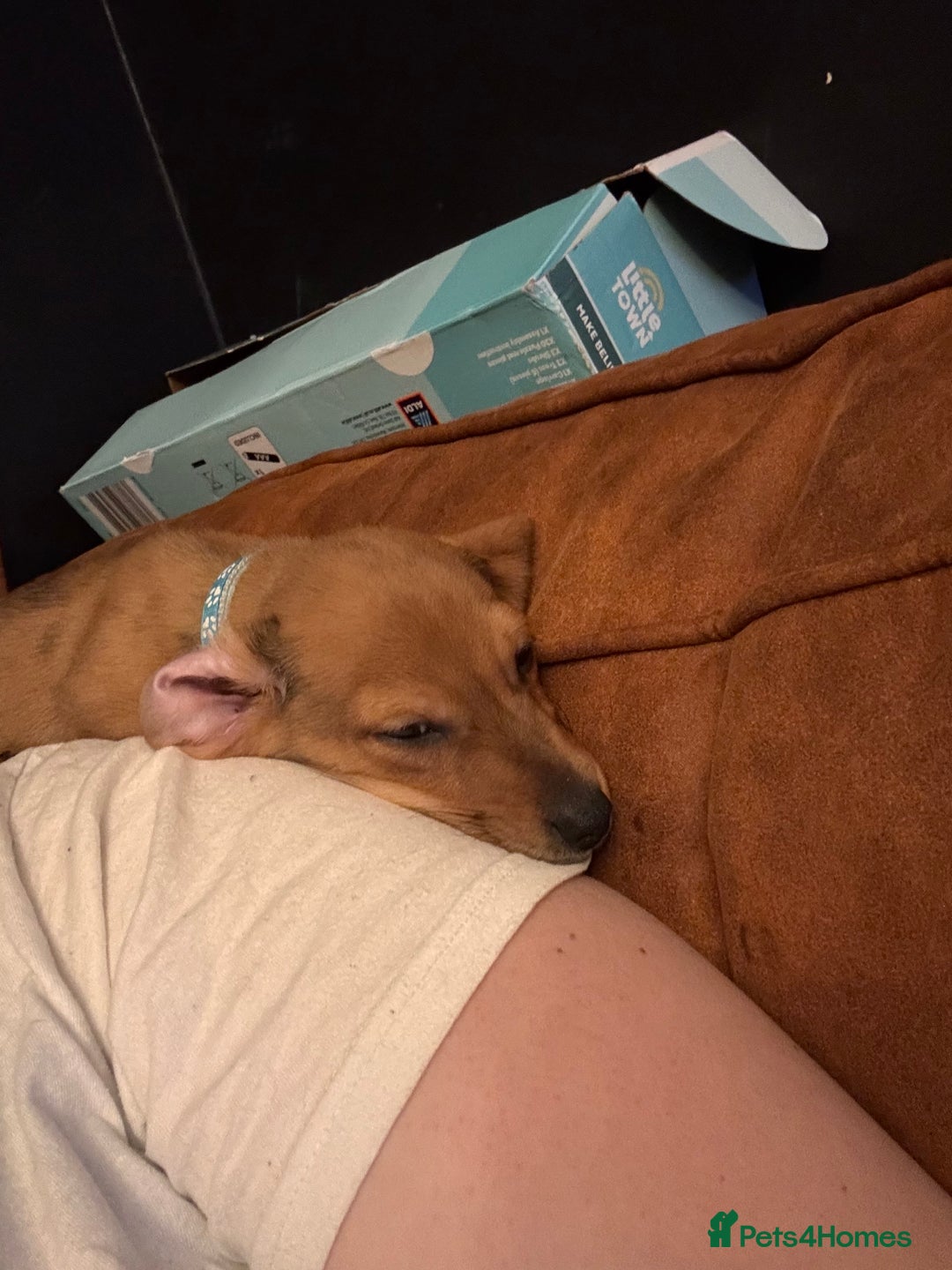 Mixed Breed dogs for sale: Jack russell x dachshund  - Advert 3