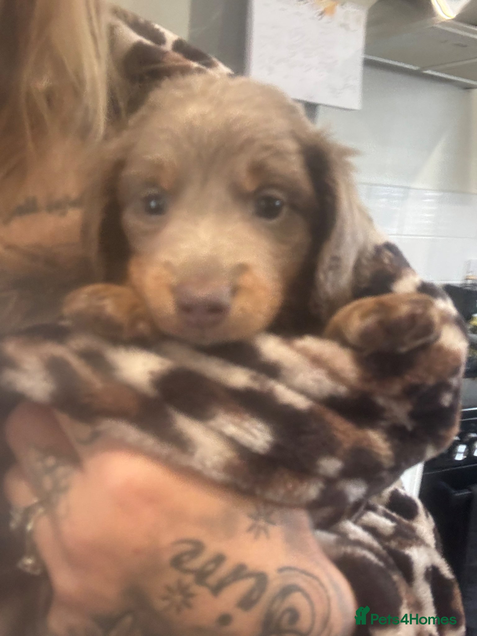 Miniature Dachshund dogs Long haired Miniature Dachshund girl - Advert 2