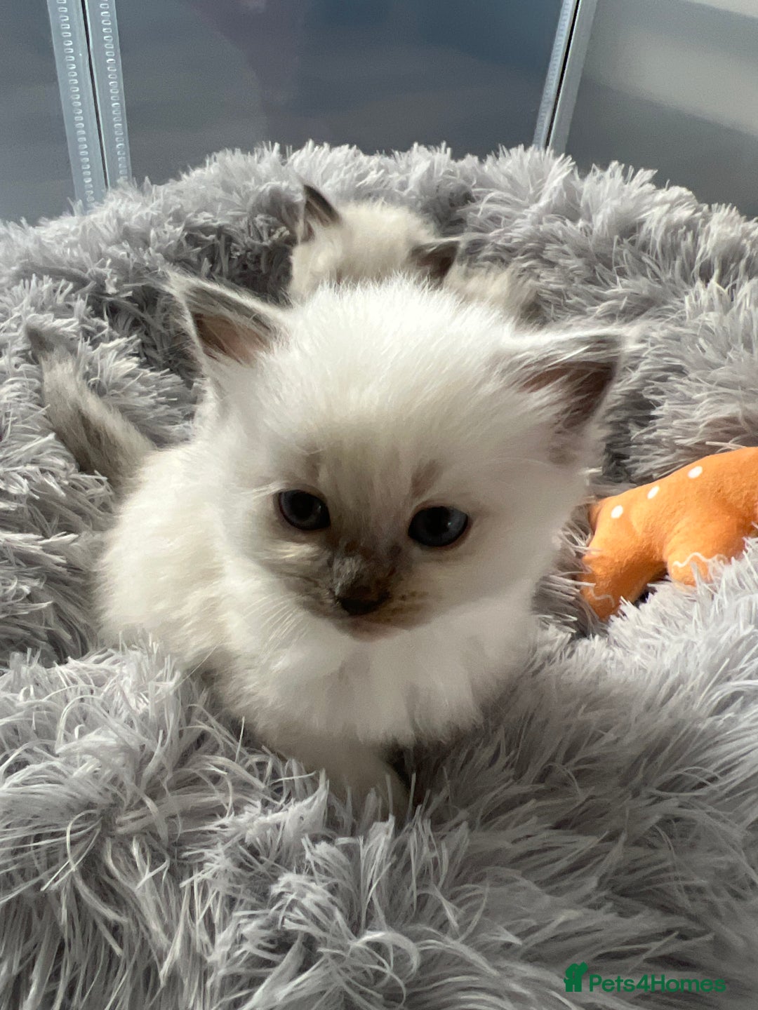 Ragdoll cats for sale: Blue colourpoint Ragdolls  - Image 15