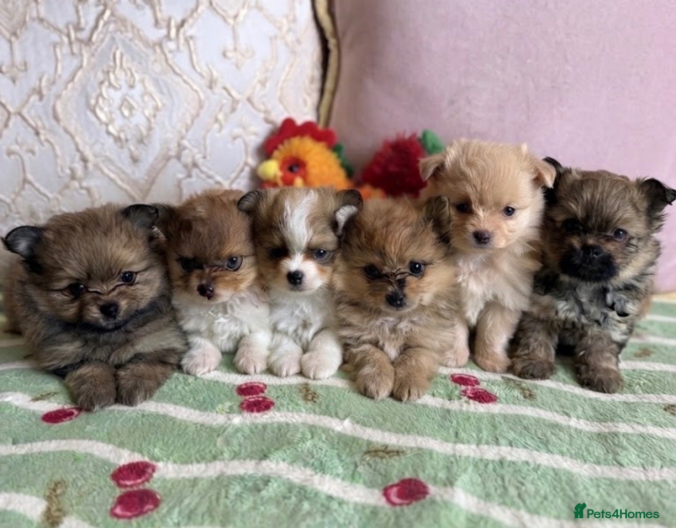 Pomeranian dogs Teddy bear Pomeranian puppies  - Advert 1