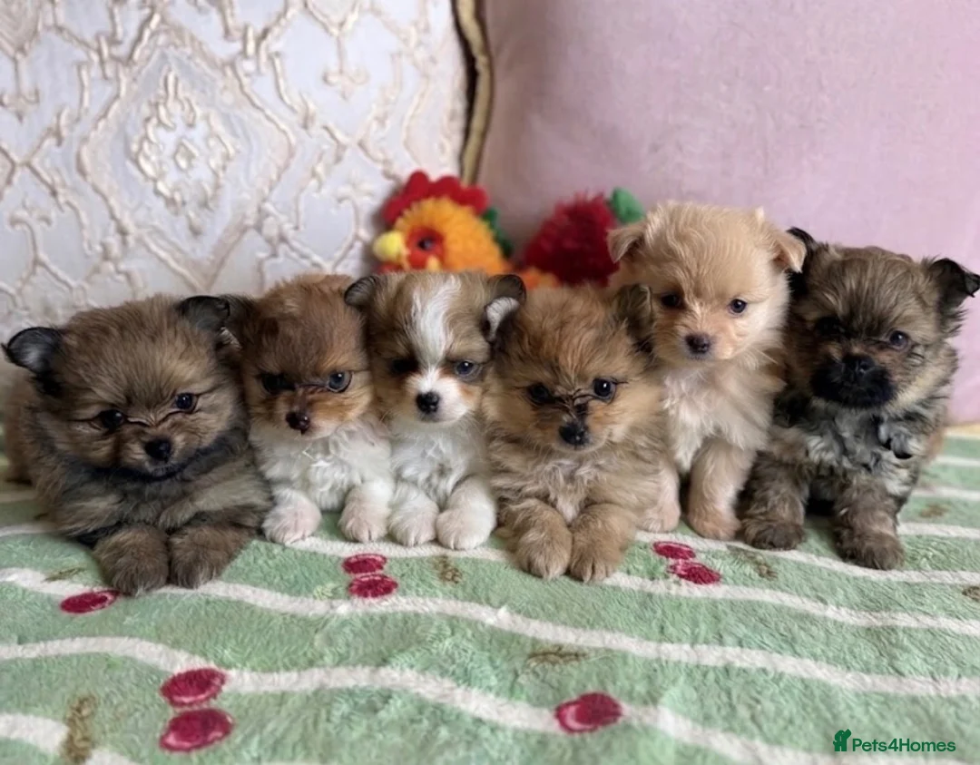 Pomeranian dogs for sale: Teddy bear Pomeranian puppies  - Advert 1