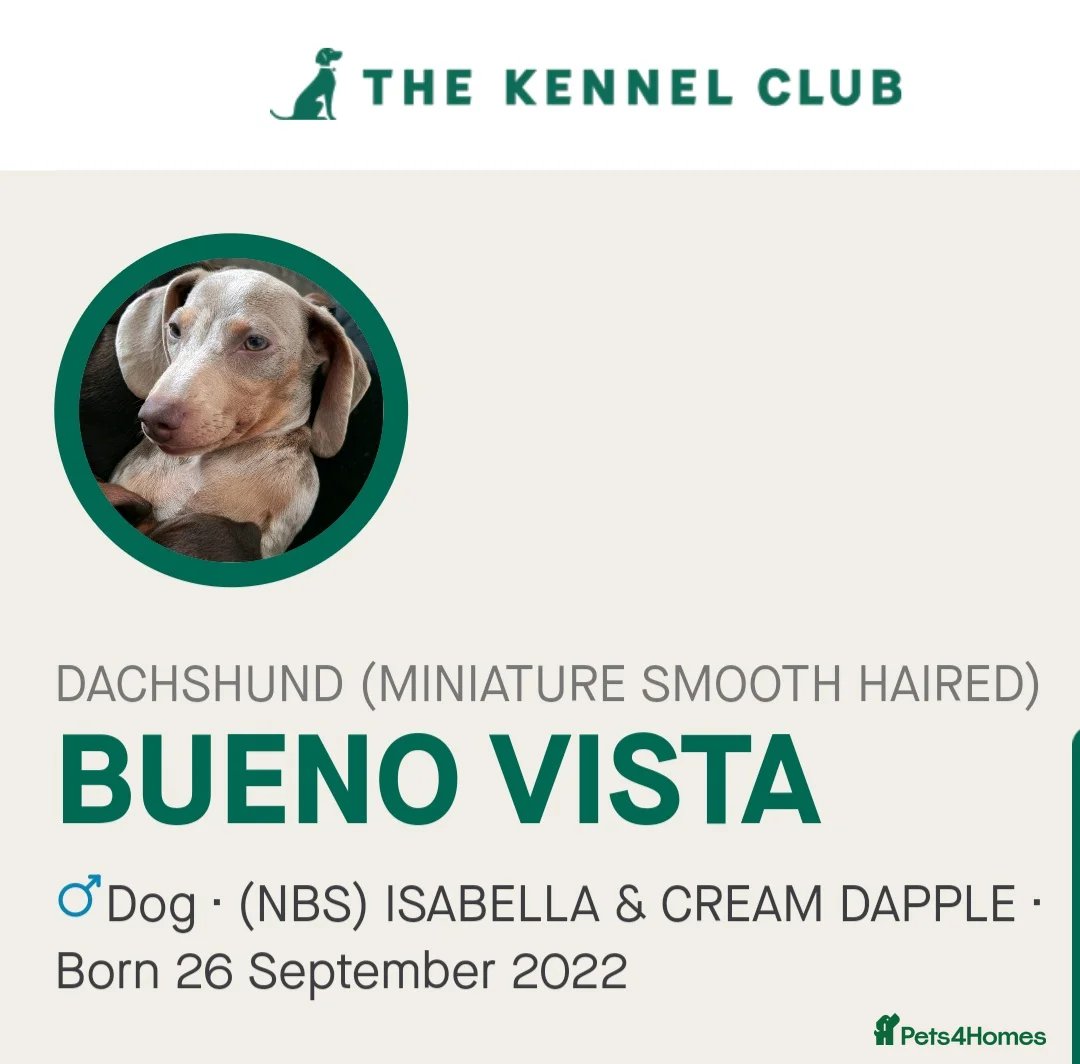 Miniature Dachshund dogs for stud: Isabella & Cream Dapple Miniature Dachshund Stud in Doncaster - Advert 7