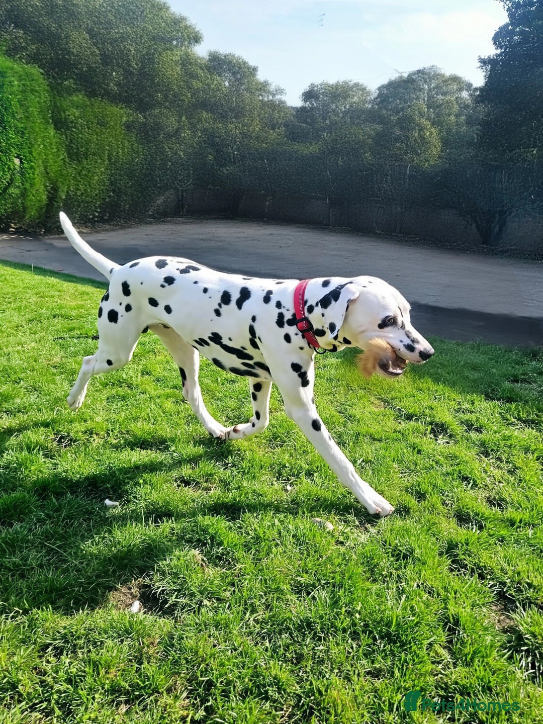 Dalmatian dogs for sale: Kc registered dalmatians  - Image 8