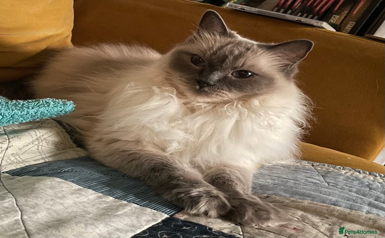Ragdoll cats - Advert 2