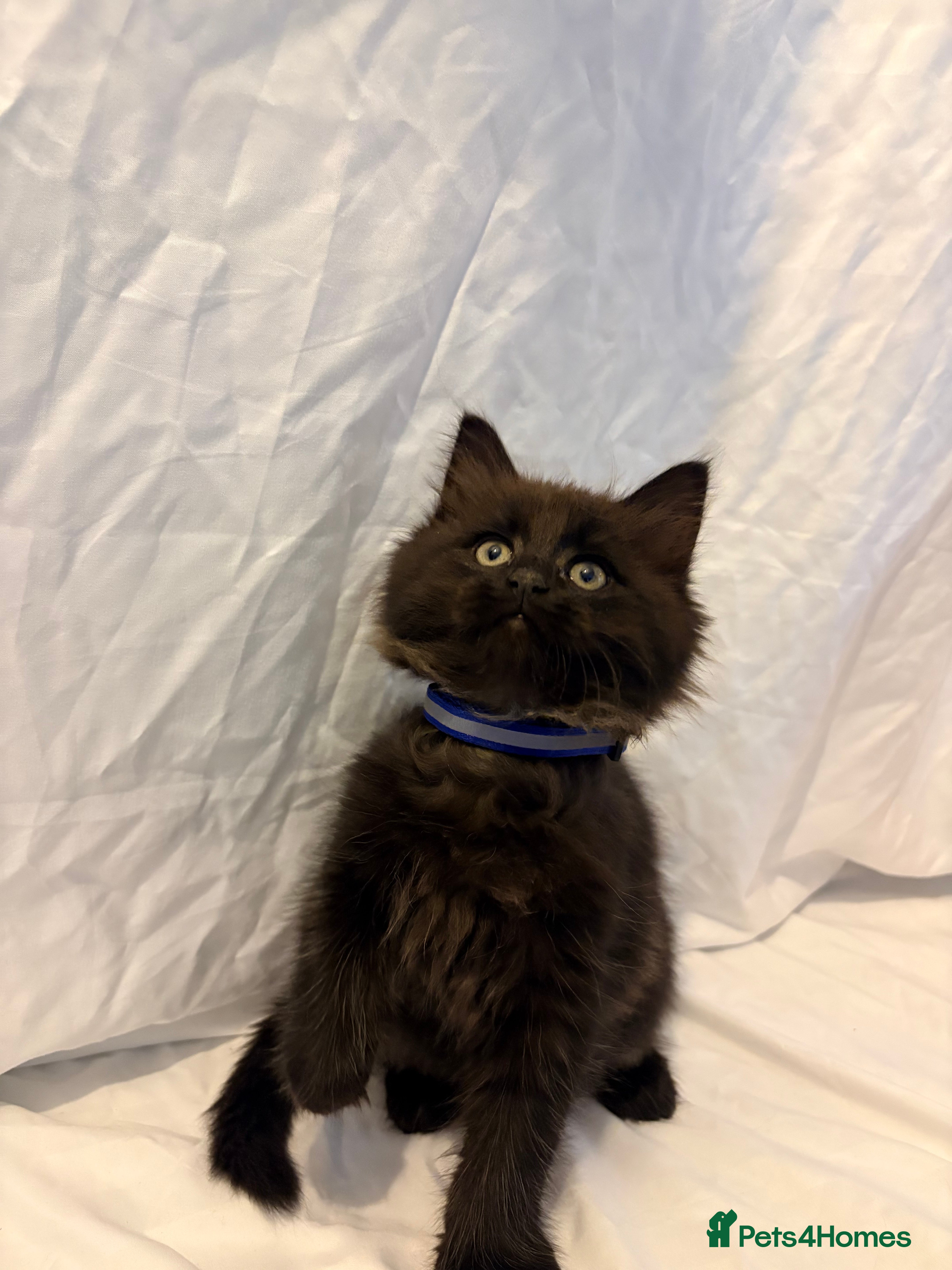 Mixed Breed cats Stunning Maine Coon x Ragdoll Kittens  - Advert 1