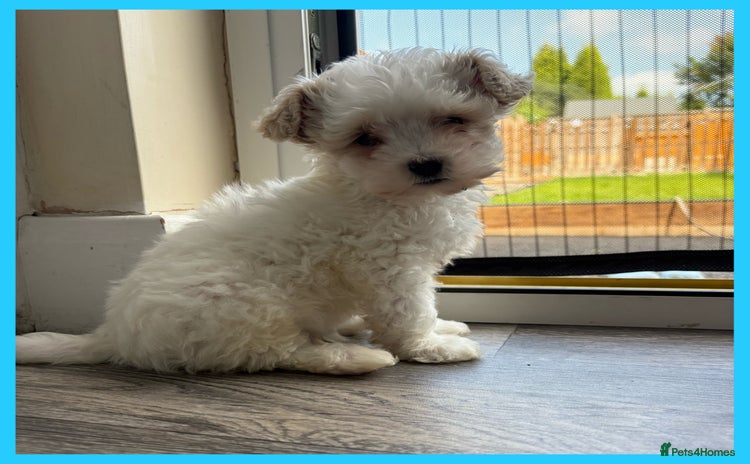 Maltipoo dogs - Advert 4