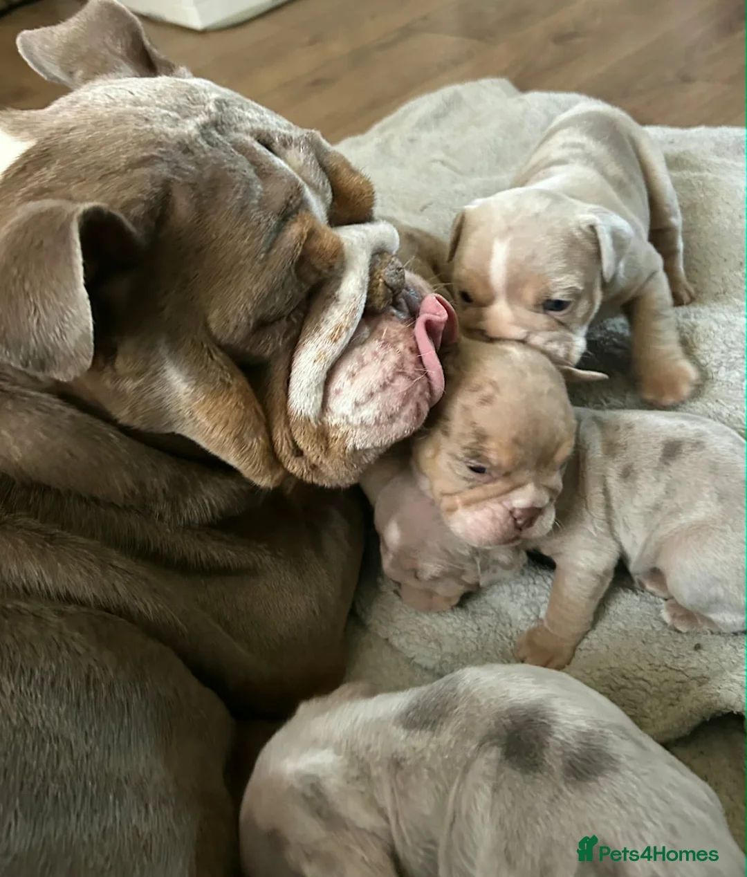 English Bulldog dogs for sale: ✨ English Bulldog Puppies Exceptional Bloodlines ✨ - Advert 9