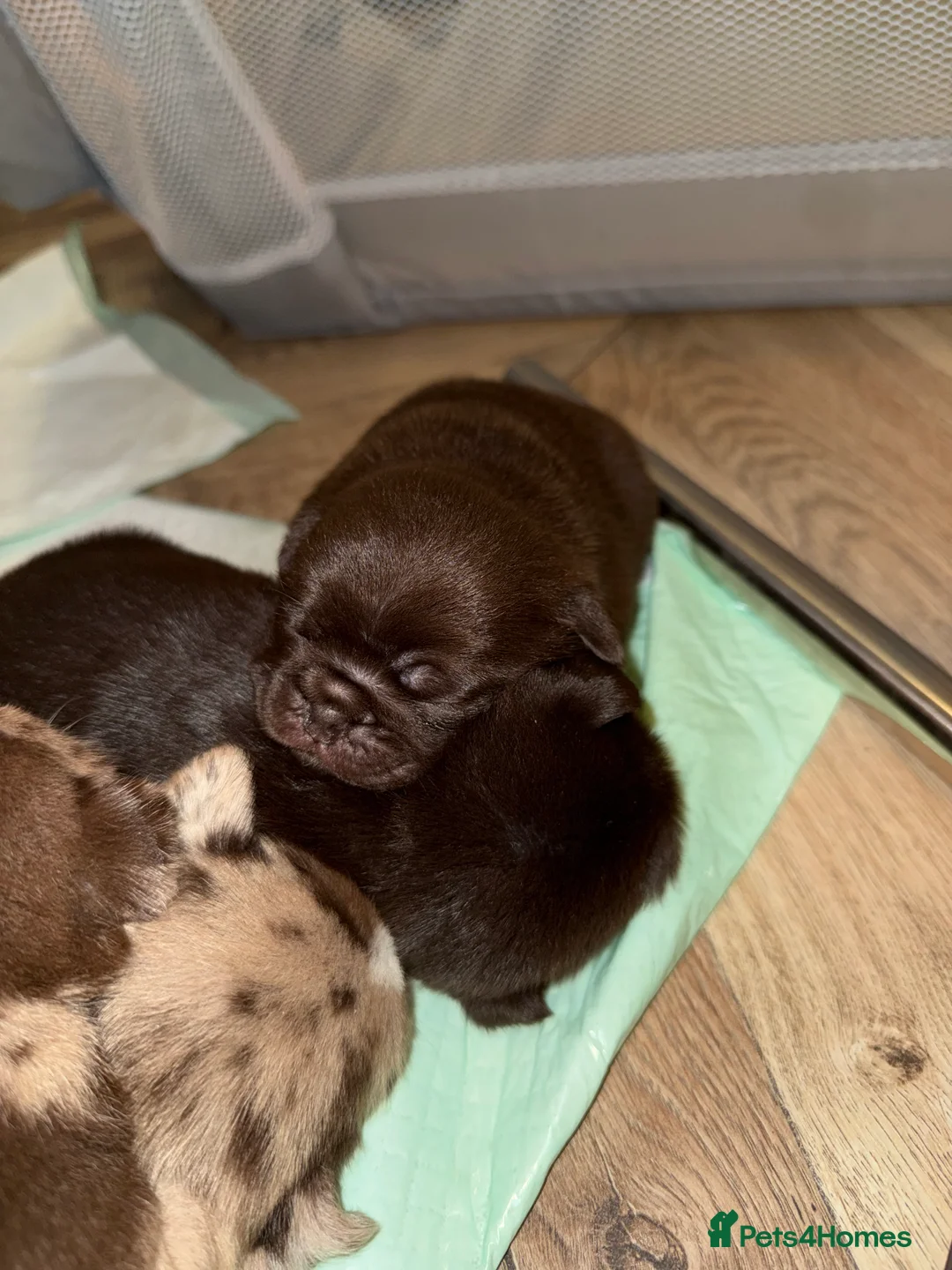 Pug dogs for sale: Merle pugs  - Advert 11