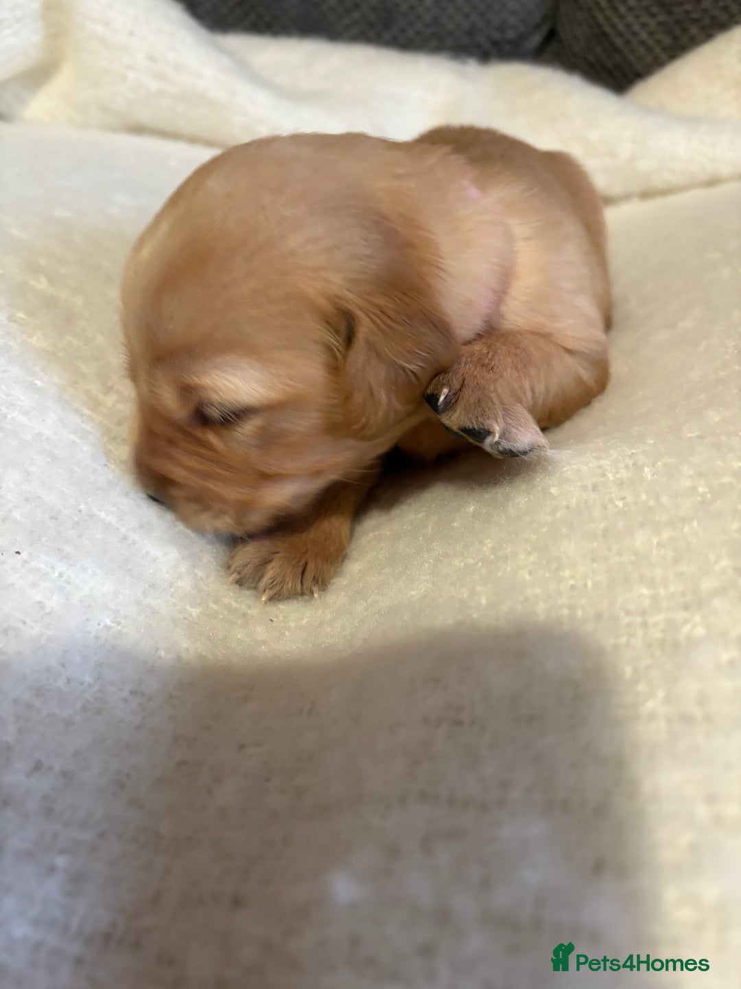 Golden Retriever dogs for sale: Sold sold sold sold sold  - Advert 37