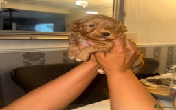 Cavapoo dogs for sale: x4 cockapoos puppies - Advert 13