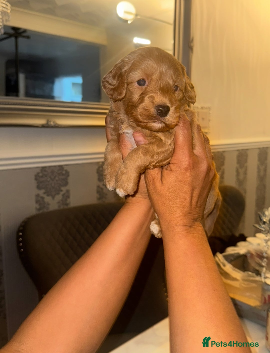 Cavapoo dogs for sale: x4 cockapoos puppies - Advert 13