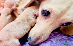 Miniature Dachshund dogs for sale: 🩷🌟Beautiful cream dapple KC Female 🌟🩷 - Advert 2