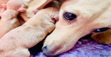 Miniature Dachshund dogs 🩷🌟Beautiful cream dapple KC Female 🌟🩷 - Advert 12