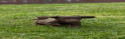 Dachshund dogs for sale: Seven beautiful dachshund Puppies - Advert 8
