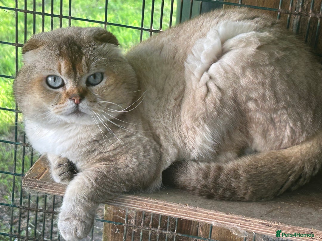 Scottish Fold cats for stud: TICA Registered Scottish fold stud  in Whitchurch - Image 2