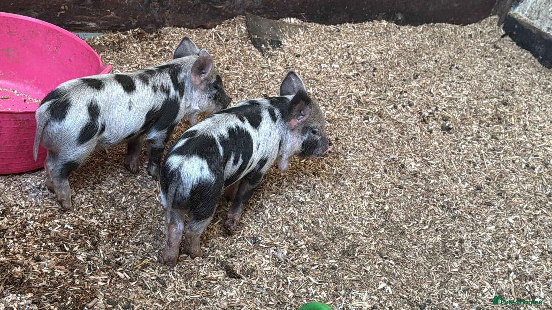 Pig livestock Full breed male kunekune piglets  - Advert 1