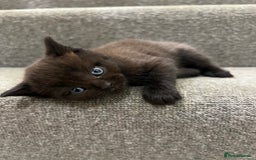 British Shorthair cats for sale: Stunning Brown/Grey Mix British Shorthair Kittens - Advert 10