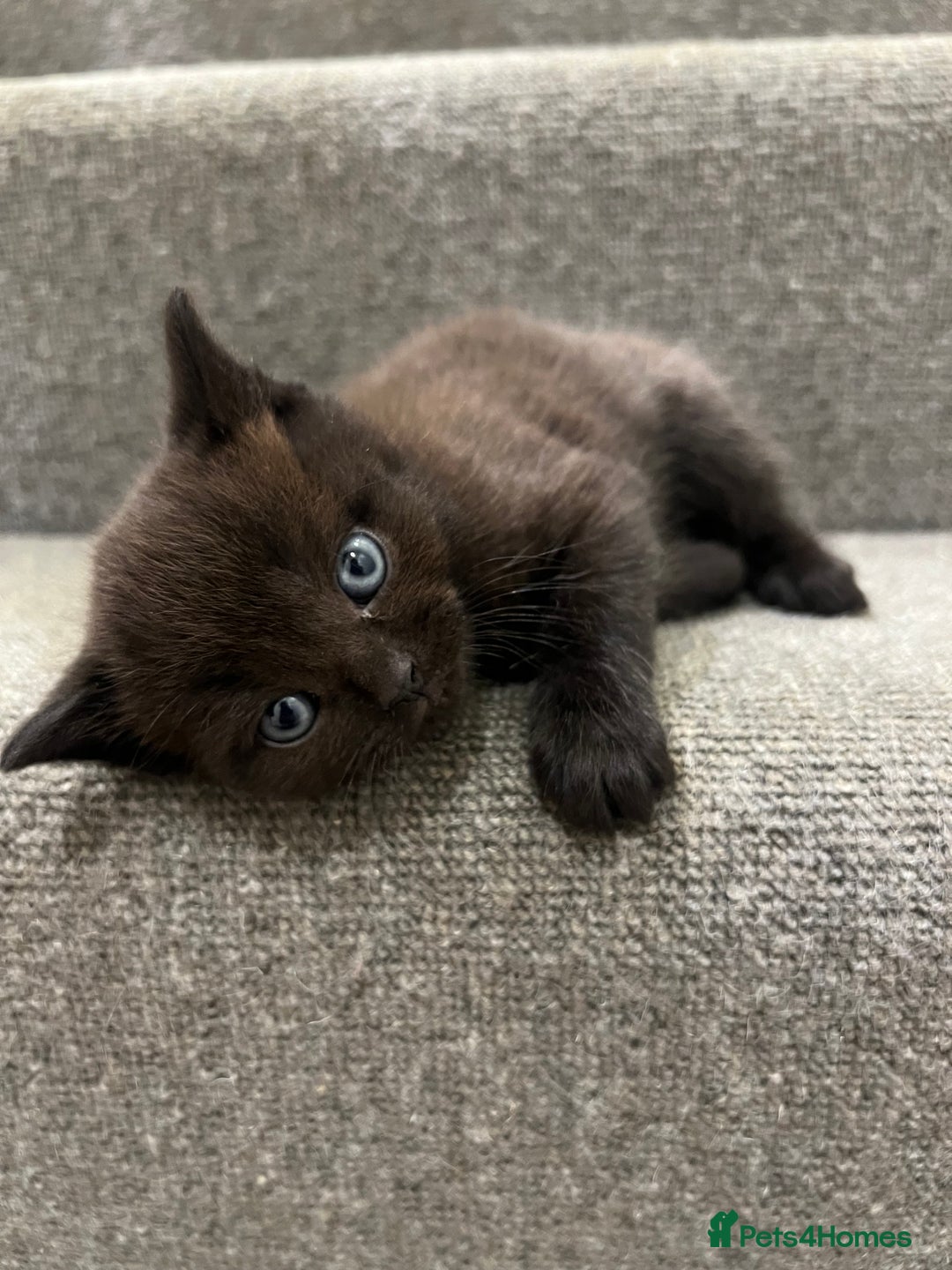 British Shorthair cats for sale: Stunning Brown/Grey Mix British Shorthair Kittens - Advert 10