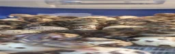 Quail poultry for sale: 🐣 Live Coturnix Jumbo Quail for Sale 🐣 - Advert 17