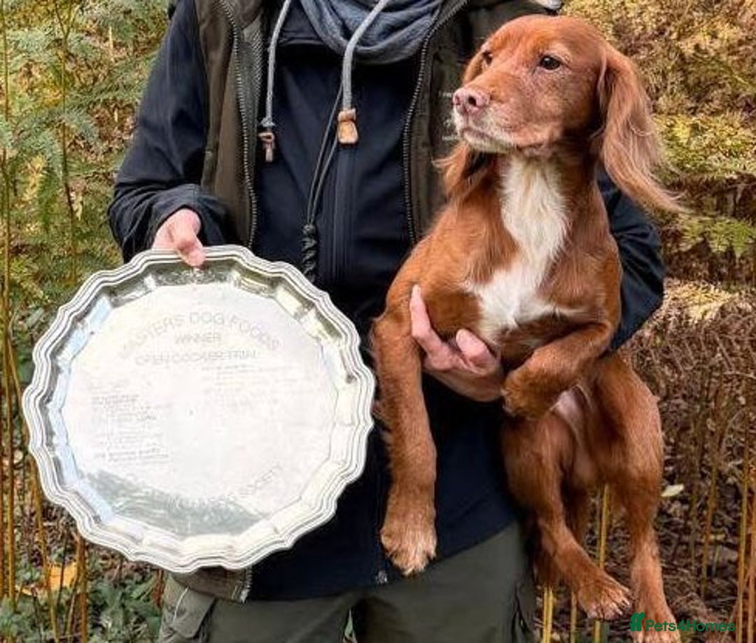 Cocker Spaniel dogs for sale: Stunning Field Trial Champion sired pups - Advert 1