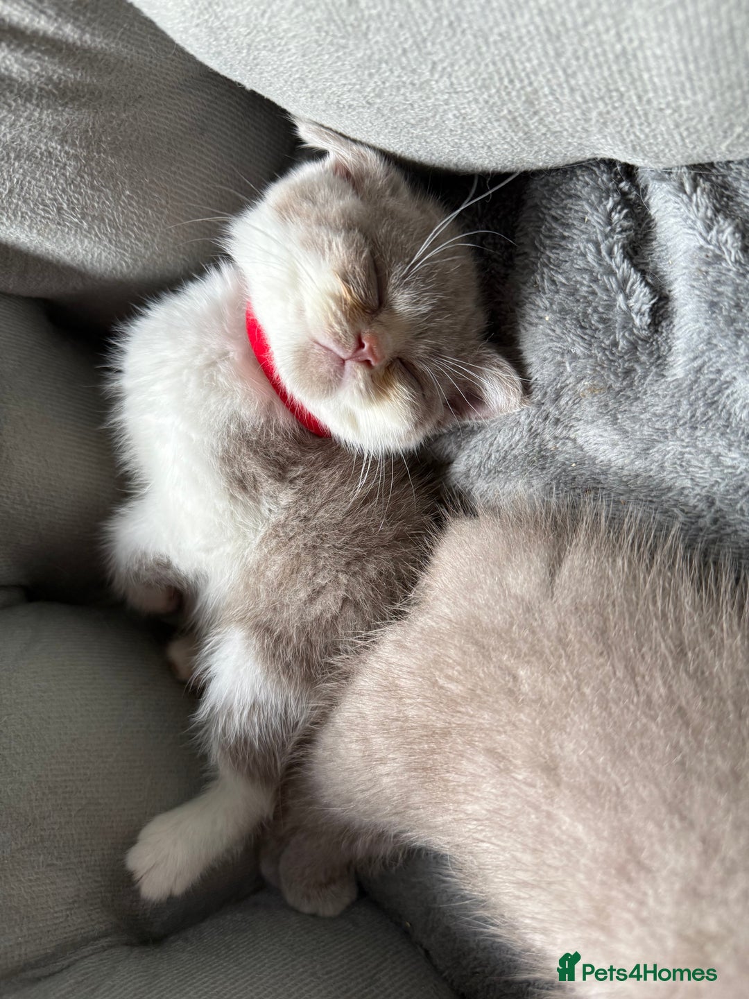 British Shorthair cats for sale: British Shorthair Champion Line kittens 🏆🥇😻 - Image 6