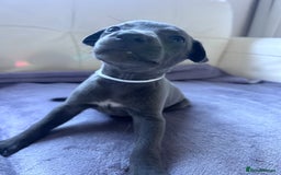 Whippet dogs for sale: Very beautiful whippets puppies  - Image 22