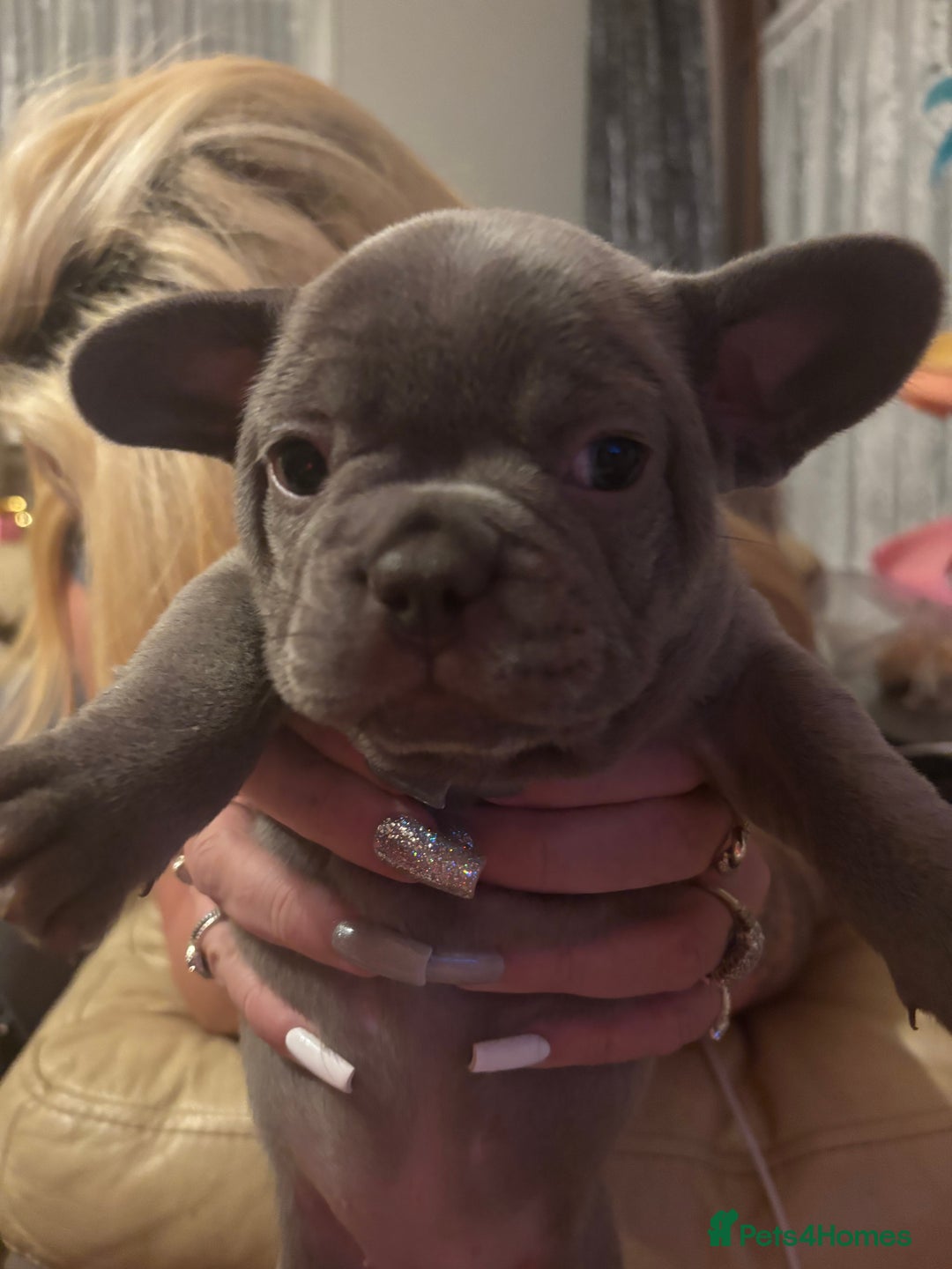 French Bulldog dogs for sale: **READY NOW**French bulldog puppies READY NOW - Image 12