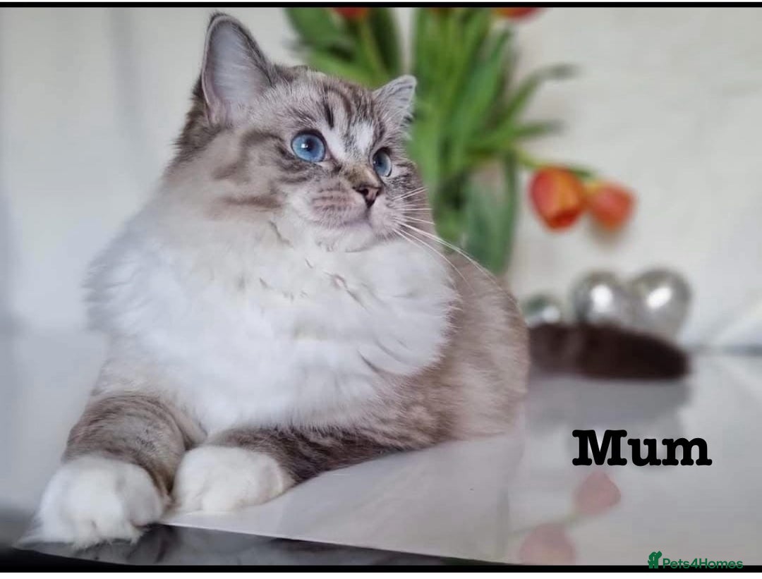 Ragdoll cats for sale: Active Tica Champion blood Ragdoll kittens - Image 11
