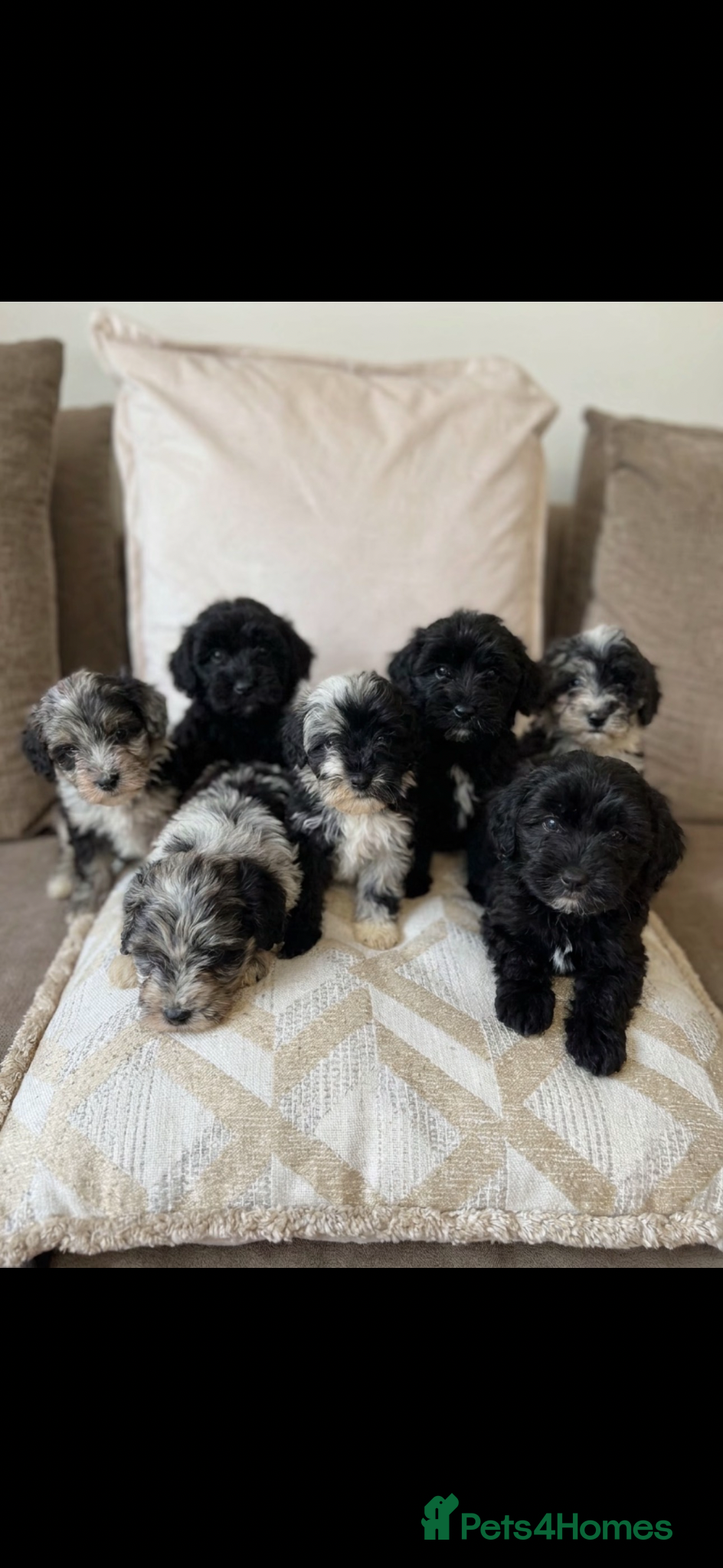 Sheepadoodle dogs Micro mini Sheepadoodles 1 littlegirlleft - Advert 1