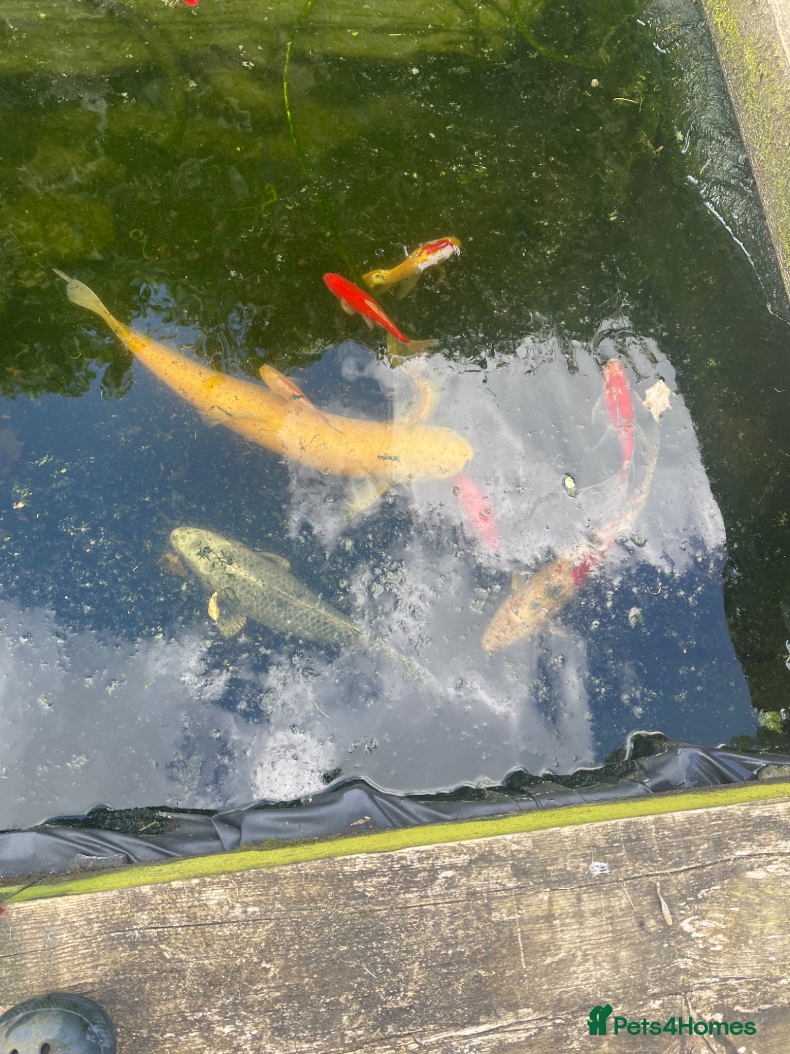 Koi Carp fish Pond closure -GREAT VALUE ! - Advert 1