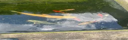 Koi Carp fish for sale: Pond closure in Milton Keynes - Advert 6