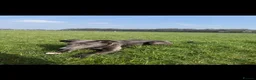 Mixed Breed dogs for sale: Lurcher boy  - Advert 2