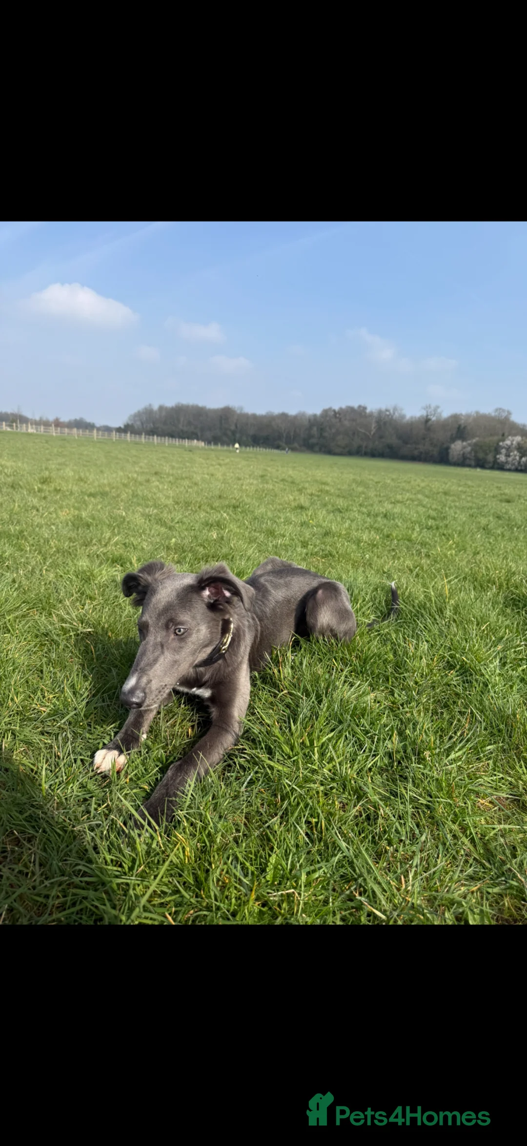 Mixed Breed dogs for sale: Lurcher boy  - Advert 2