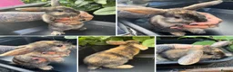 Harlequin rabbits for sale: Gorgeous harlequin mini lops - Advert 21