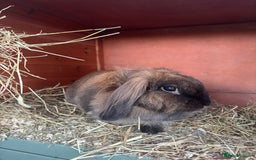 Mini Lion Lop rabbits for sale: Cocoa - Image 3